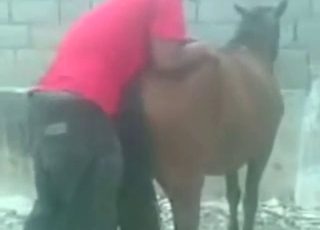 Zoo sex with a mare taking his massive boner