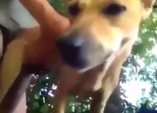 Dude gets to screw a brown beast from behind