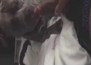 Dog is going to get off with lots of dick licking