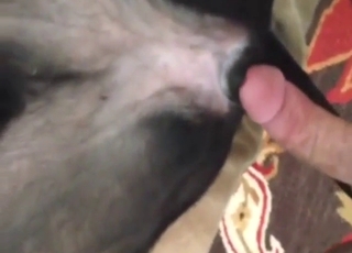 POV bestiality sex with a well-hung dude, up close