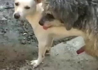 Dog fucking with two animals that get freaky