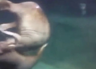 Zoophile voyeur bait with a walrus sucking himself