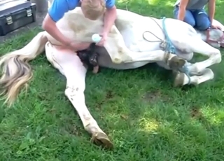 Horse rolling around to showcase its pretty dong