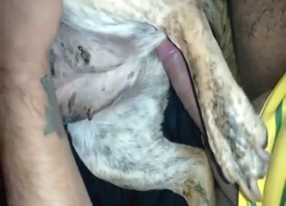 Brown animal is going to be seduced for hard sex