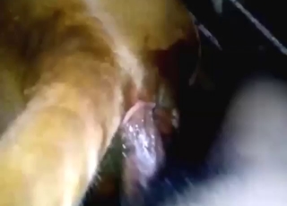 Calf fucking with lots of taboo moves in HD