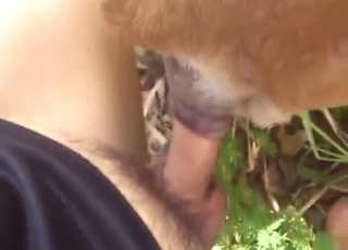 Dude is dicking that animal from behind, hotly