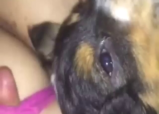 Awesome sex scene with a hot animal licking