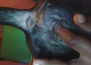 Seductive animal getting screwed in POV here