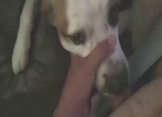 Sexi zviera ohromuje svojimi schopnosťami hlbokého hrdla