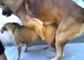 Zoophile porn shows doggystyle fucking, DEEP