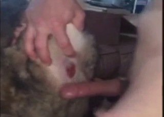 Anal fucking session with a whorish animal in HQ