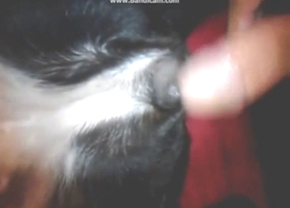 Uerfarne knullende dyrehull med nærbilder