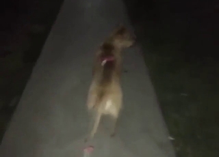 Horny animal is going to get dick after the lick