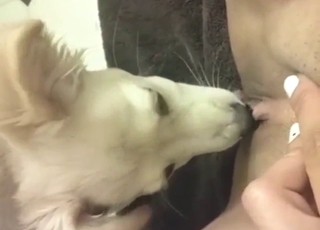 Dog worshipping juicy pussy hole like a pro