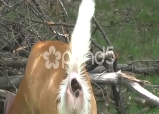 Deer porn movie showing a sexy animal shitting