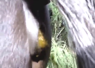Bestiality sex forgotten: we get to see pony poop