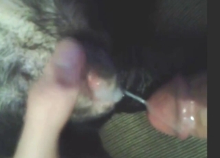 Bestiality porn with pull-out and cum sharing