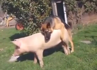 German shepherd fucking sow raw while outside