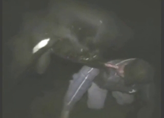 Bull's boner sucked by maniac homosexual farmer