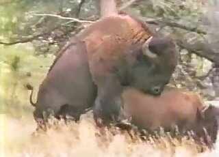 Real wild animals fuck in the doggy style pose