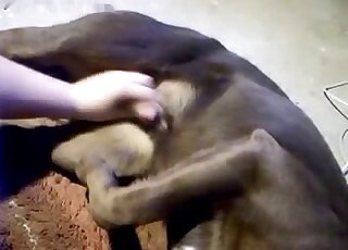 Jerking doggy pink dick just to get cum