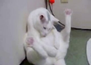 Cat shows off his small pointy penis on the camera