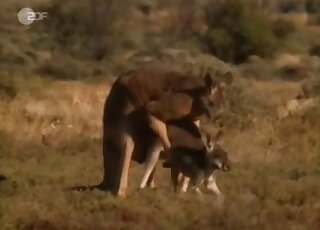 Wild animals spotted having beautiful sex under the sun