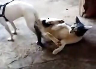 Two nice animals have good amateur sex on cam