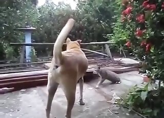 Sexy doggy is fucking with a nice-looking young kitty