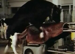 Vintage amateur beastiality is simply the best